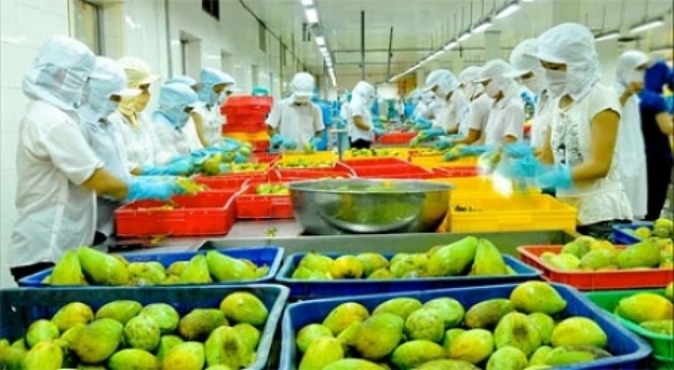 Chế biến xuất khẩu nông sản trái cây tươi Mekong Agri Mekco