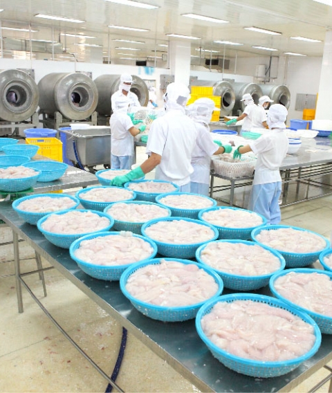 Kiểm soát chất lượng thủy hải sản trong quá trình chế biến tại Mekong Agri Mekco
