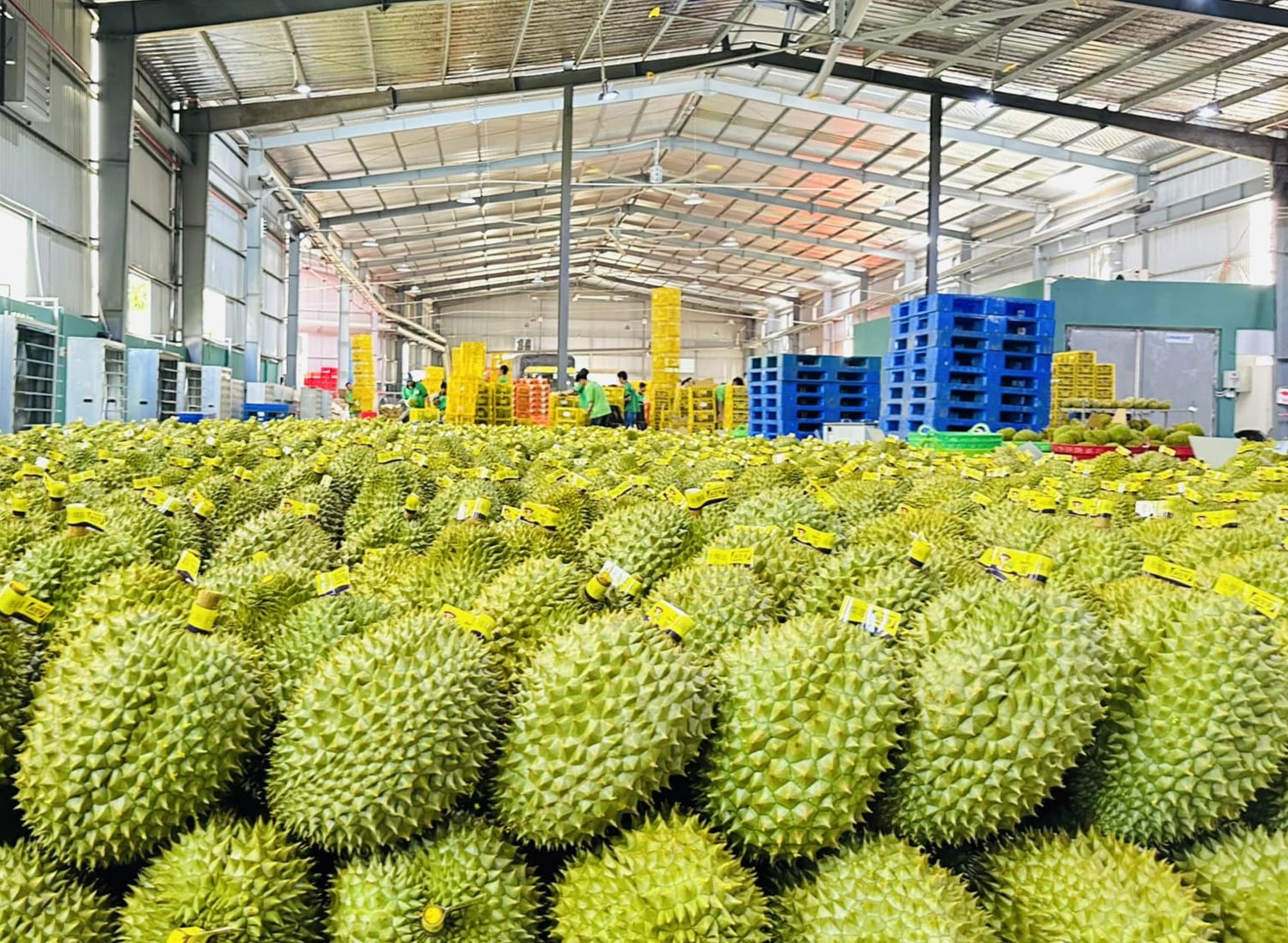 Mekong Agri Mekco chế biến xuất khẩu nông sản và trái cây tươi