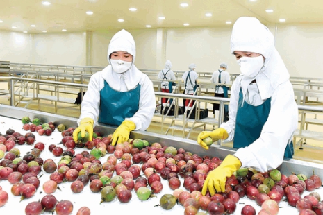 Quy trình phân loại sơ chế đóng gói nông sản trái cây tươi tại Mekong Agri Mekco