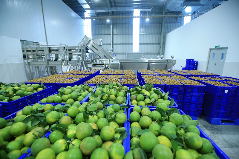 Trái cây tươi được lựa chọn và đóng gói phục vụ xuất khẩu tại Mekong Agri Mekco